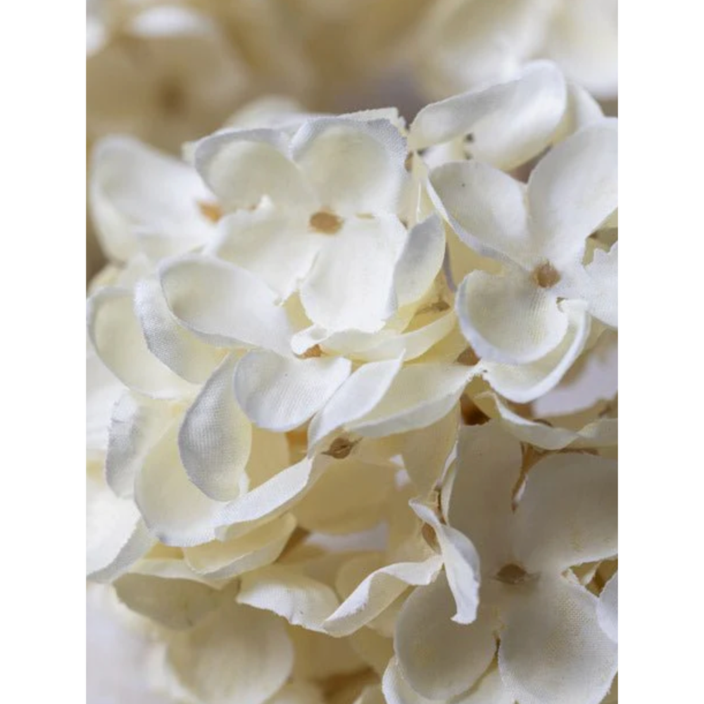 Cream Hydrangea