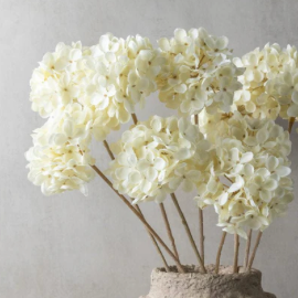 Cream Hydrangea