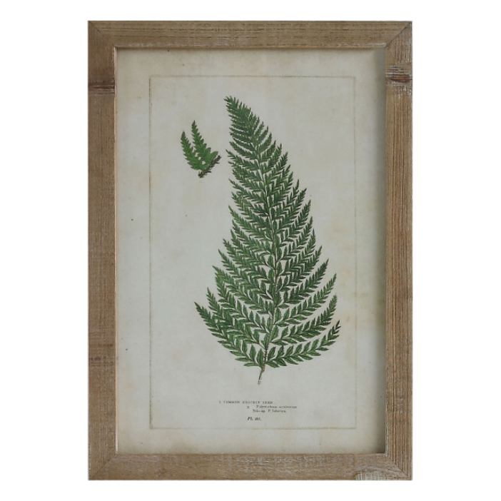 
                      
                        Framed Fern Print
                      
                    