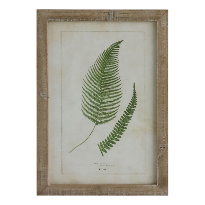 
                      
                        Framed Fern Print
                      
                    