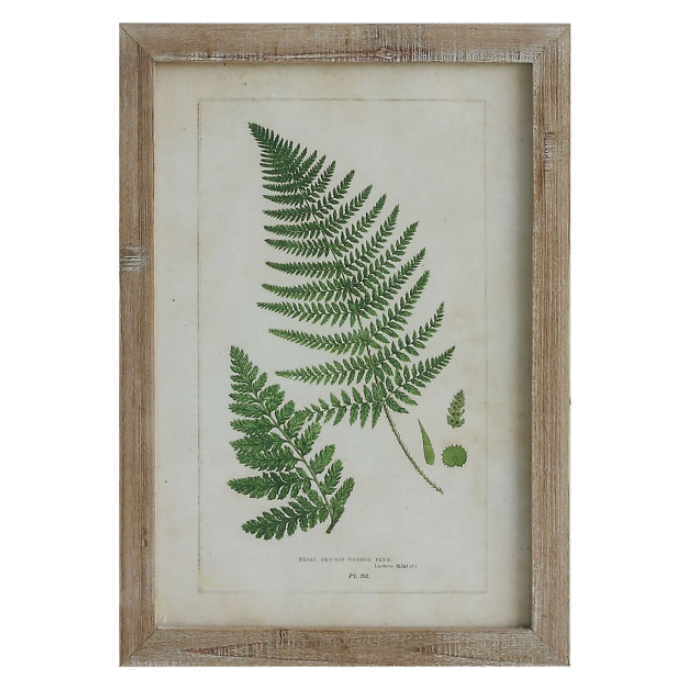 
                      
                        Framed Fern Print
                      
                    